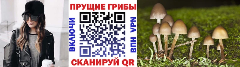 Галлюциногенные грибы ЛСД Щучье